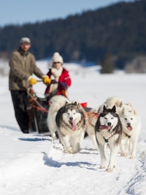 Voyage Chiens de traineaux